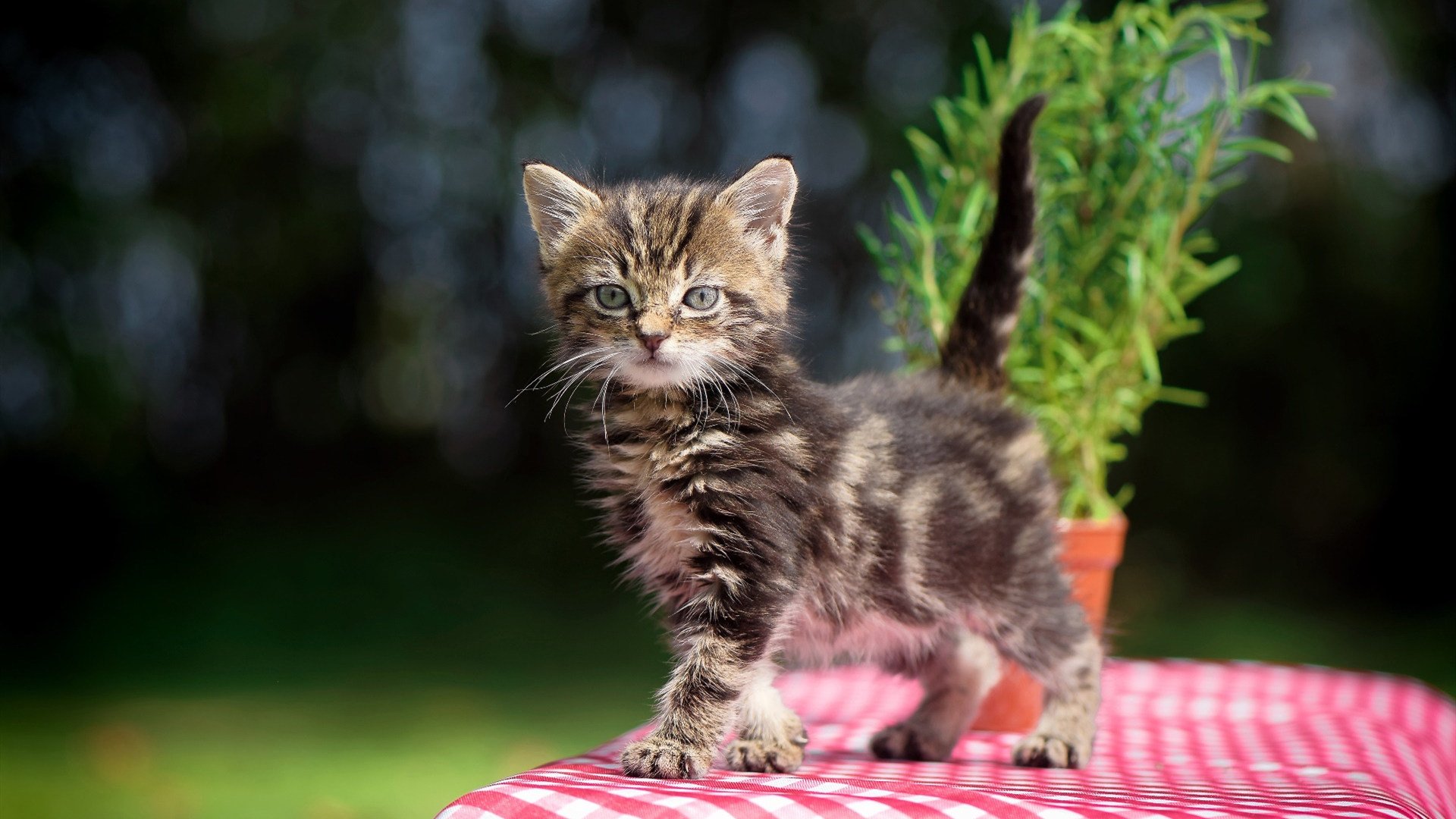 _凯子猛袭快船,旗开得胜势不可挡_,凯子百度百科