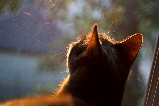 华体会hthapp下载入口-_篮网战术执行到位，锁定比赛胜果_，篮网战术分析