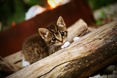 摩洛哥队在巴黎奥运会男足比赛中获得铜牌,创历史