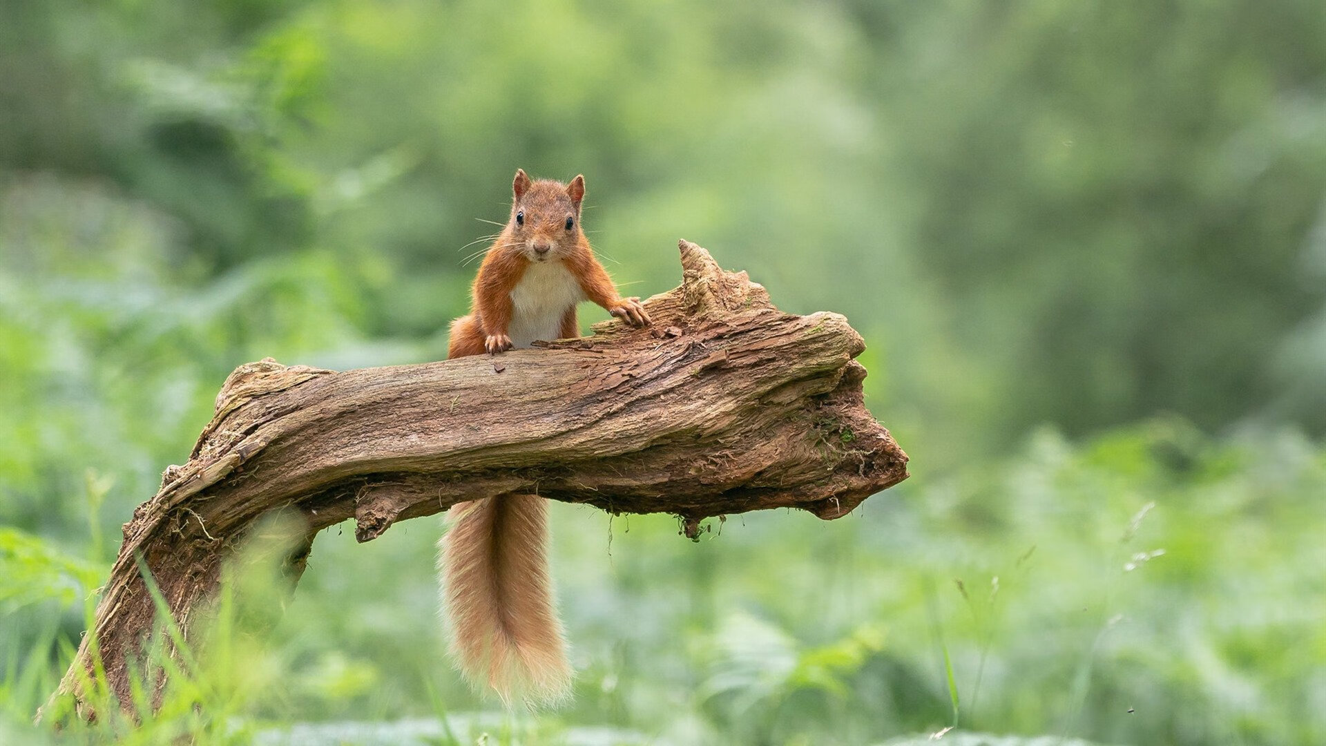 华体会官方网站-切尔西2-0狼队，状态回暖，切尔西vs狼队集锦