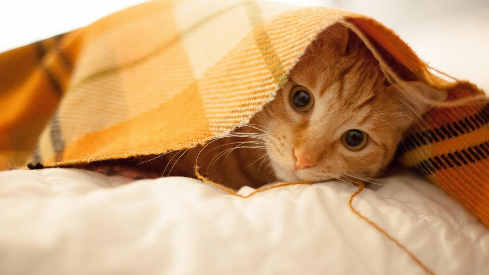 圣埃蒂安遭遇连败,法甲保级压力增大,圣埃蒂安对尼斯比分预测