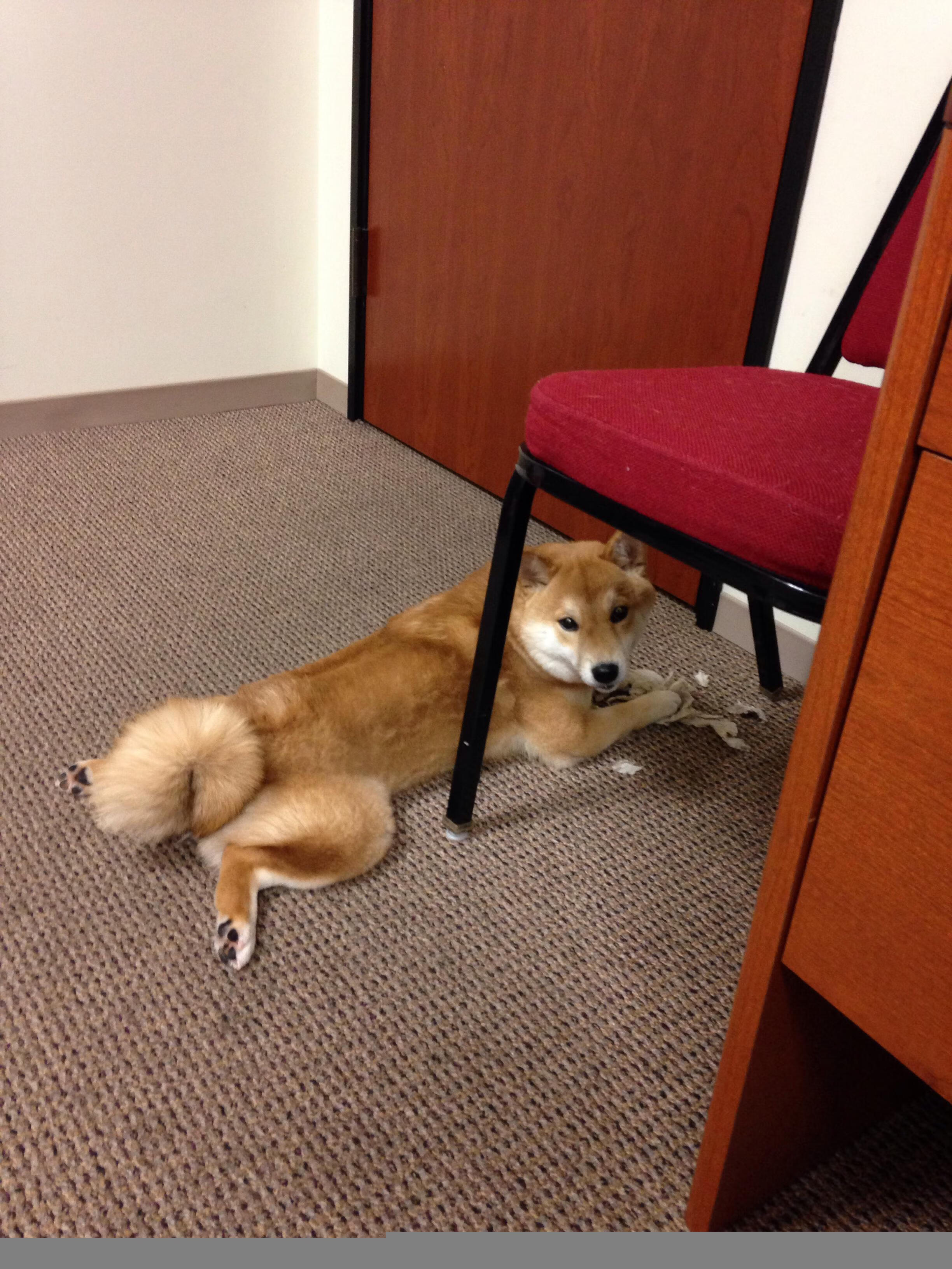圣埃蒂安遭遇连败,法甲保级压力增大,圣埃蒂安对尼斯比分预测