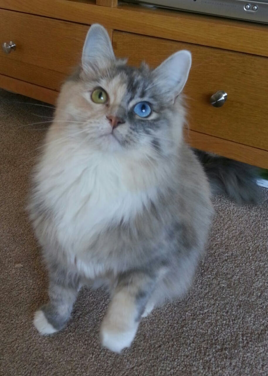 女足世界杯志愿者故事分享,女足世界杯受追捧