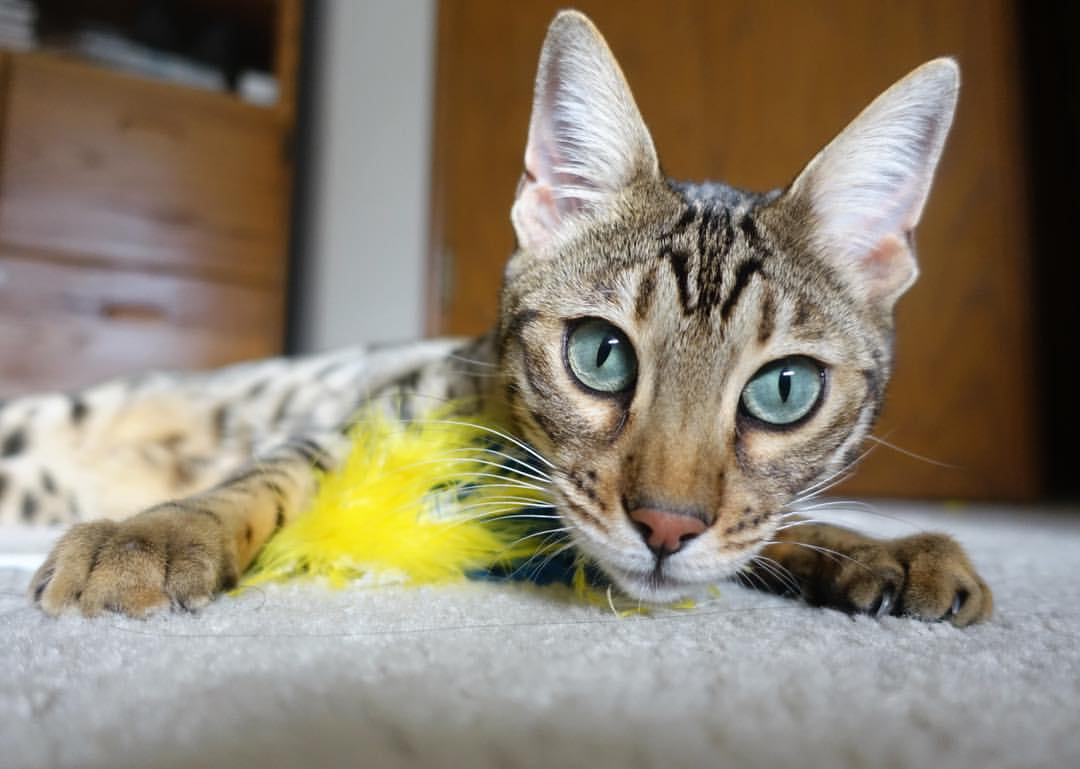 华体会手机网站-是否应引入多人同时参与三分赛机制