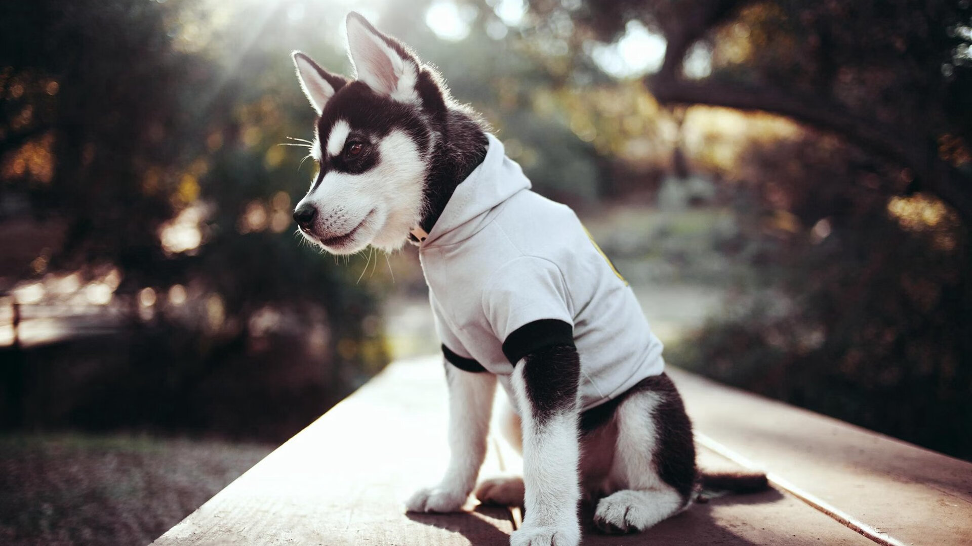 华体会登录入口-沃特福德遭遇失利，保级压力加大，沃特福德近期战绩