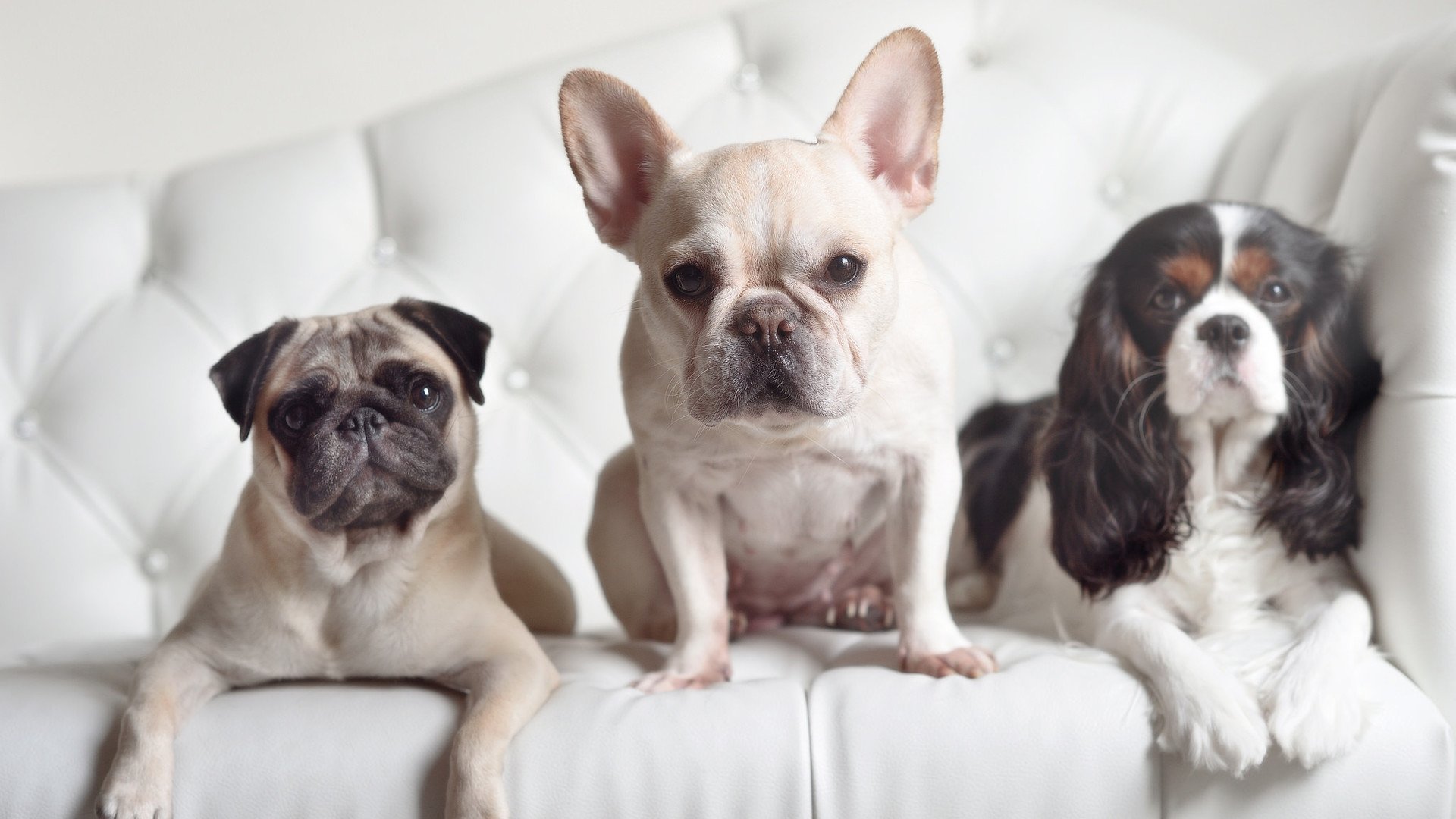 瑞士马术协会与科技公司合作,开发虚拟现实训练平台,提升骑手技能。