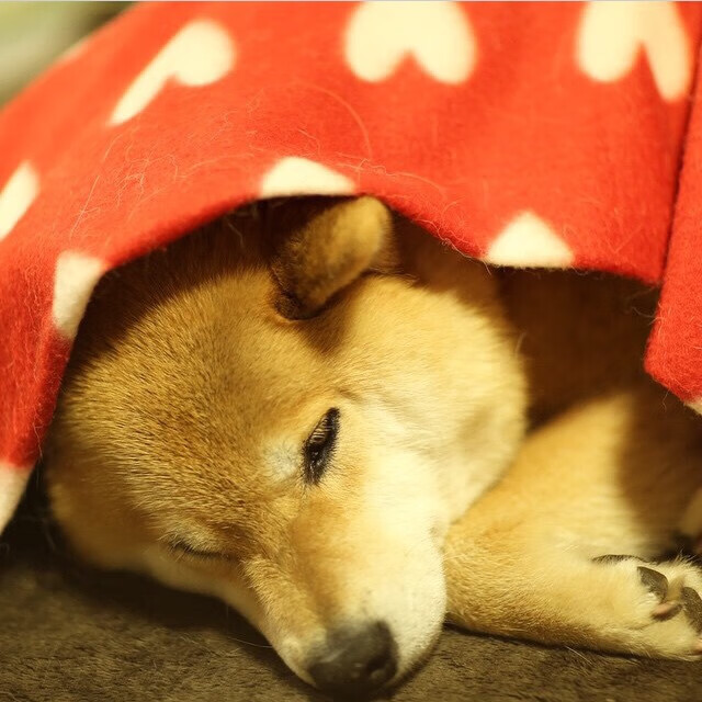 华体会hth官方网站登录-国王新星成长迅速获得稳定出场时间，国王的新枪有什么效果