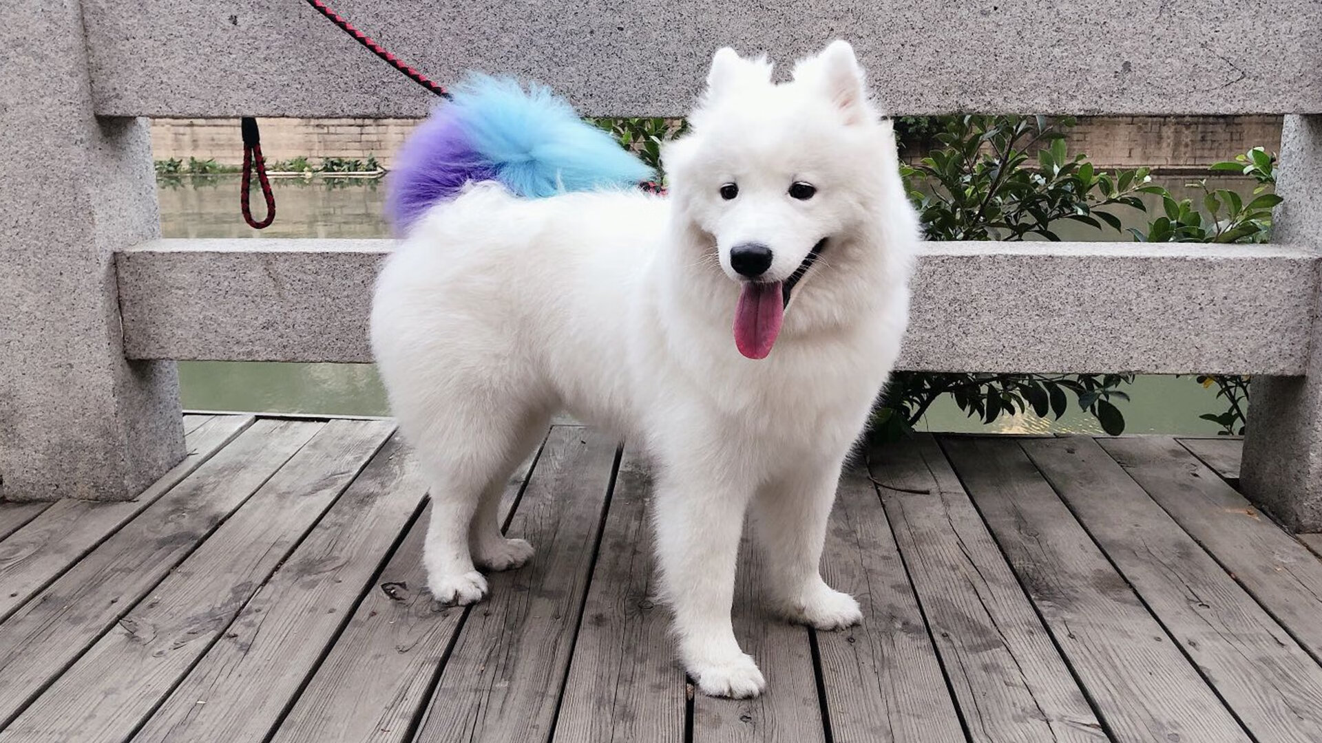 自由泳预赛波兰选手全部晋级,自由泳国际比赛