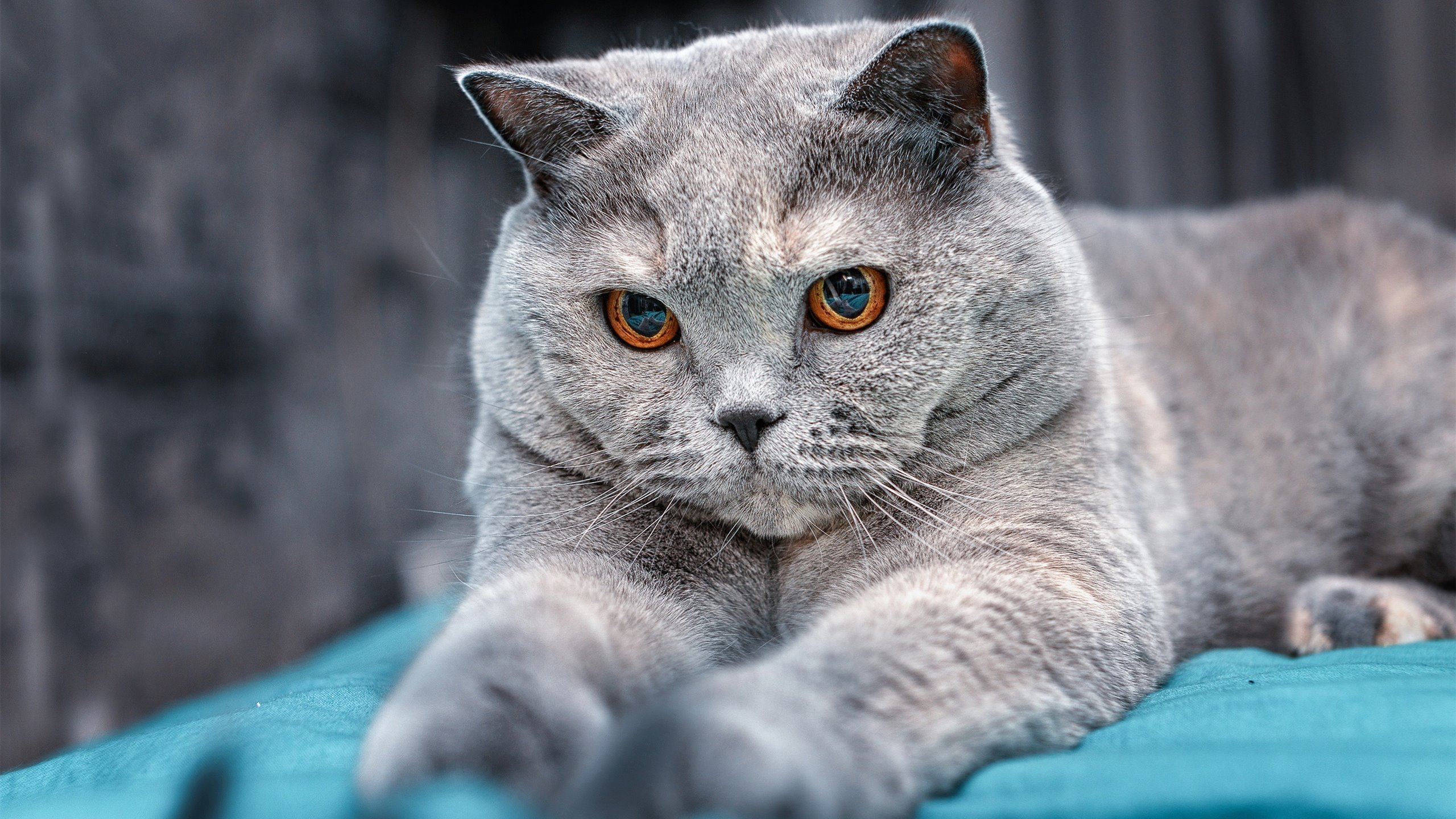 西甲金靴争霸:得分手们的巅峰之作,西甲金靴奖图片